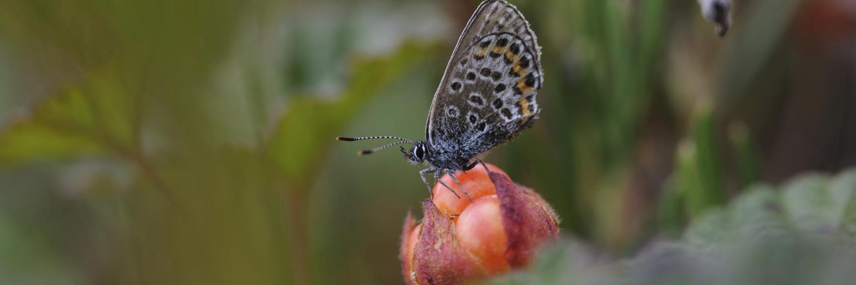 Arctisch-Alpijnse Botanische Tuinen